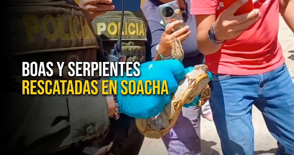 🐍 Rescatan dos |boas| y cinco |serpientes| en |Soacha|: ¿cómo fueron protegidas? + Video